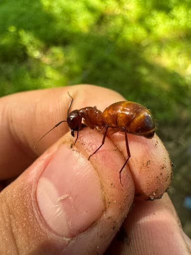 Camponotus castaneus — queen photo 115