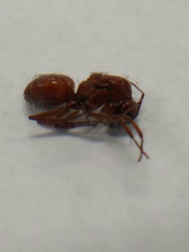 Camponotus castaneus photo 118