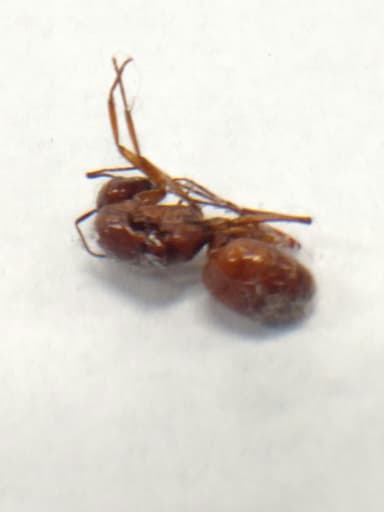 Camponotus castaneus photo 119