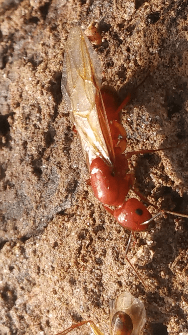 Camponotus castaneus — queen photo 120