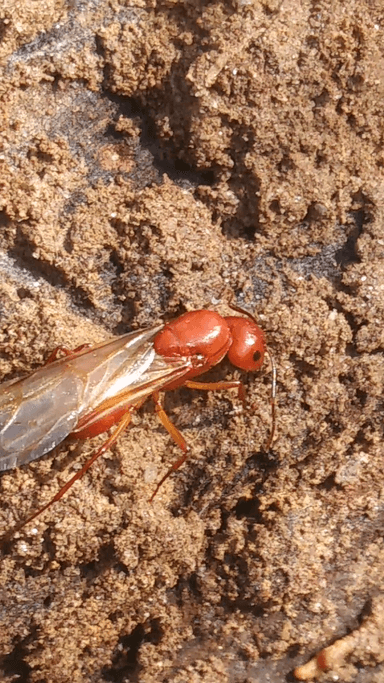 Camponotus castaneus — queen photo 121
