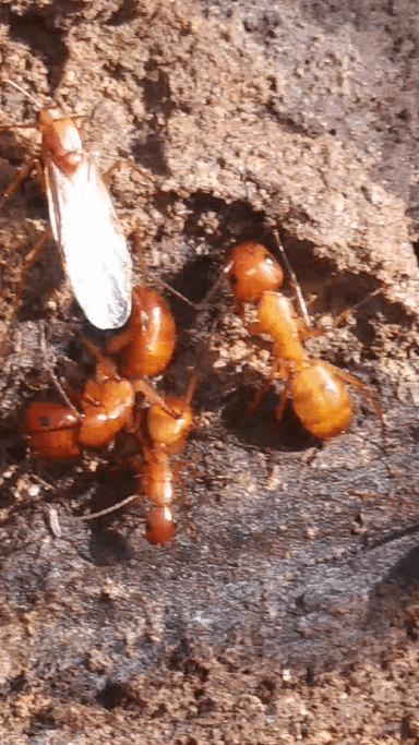 Camponotus castaneus — queen photo 123
