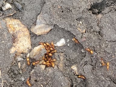 Camponotus castaneus photo 125