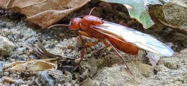 Camponotus castaneus photo 127