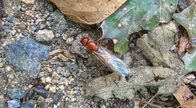 Camponotus castaneus photo 129