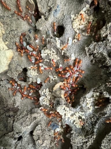 Camponotus castaneus photo 130