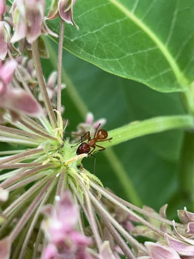 Camponotus castaneus photo 131