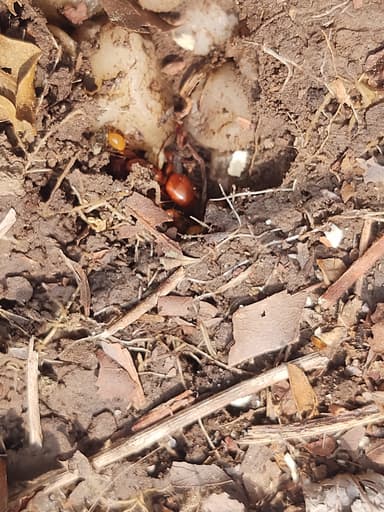 Camponotus castaneus photo 133