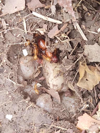 Camponotus castaneus photo 134