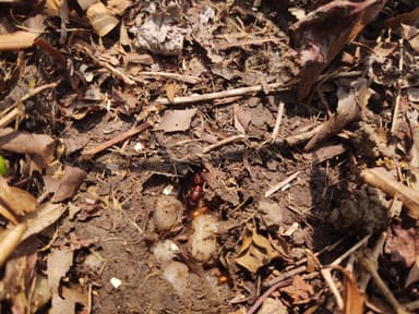 Camponotus castaneus photo 135