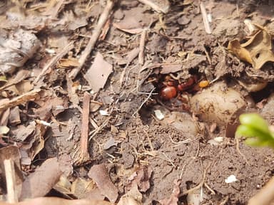 Camponotus castaneus photo 136