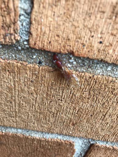 Camponotus castaneus photo 137