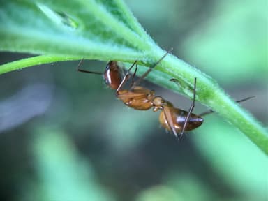 Camponotus castaneus photo 138