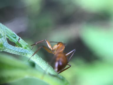 Camponotus castaneus photo 139