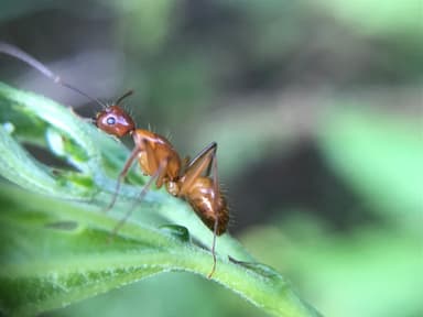 Camponotus castaneus photo 140