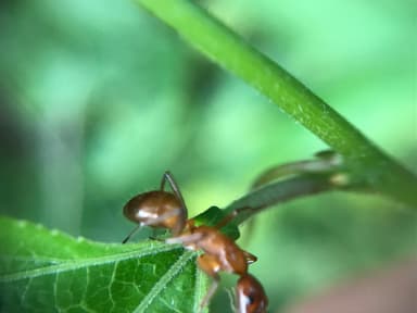 Camponotus castaneus photo 141