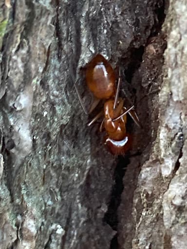 Camponotus castaneus photo 142