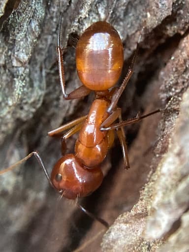 Camponotus castaneus photo 143
