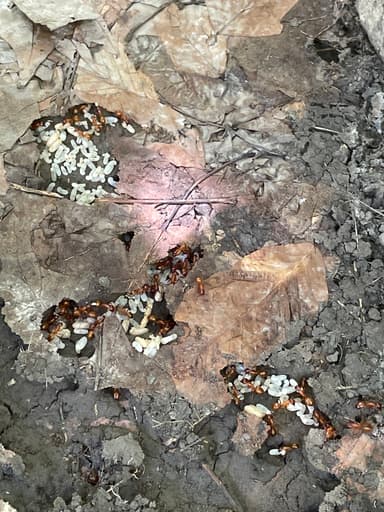 Camponotus castaneus photo 144