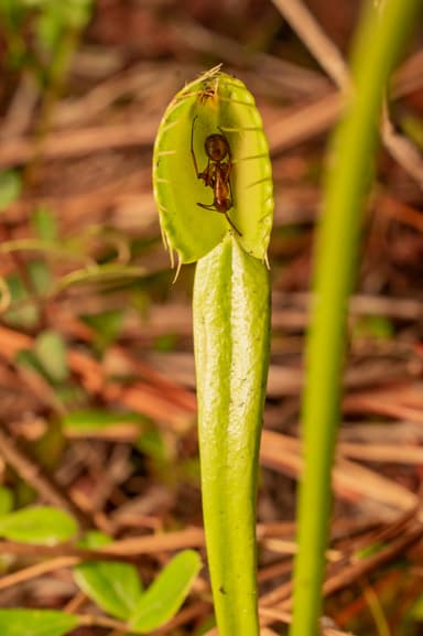 Camponotus castaneus photo 145