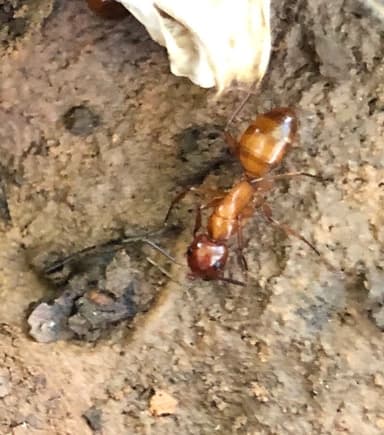 Camponotus castaneus photo 146