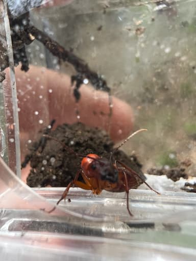 Camponotus castaneus photo 148