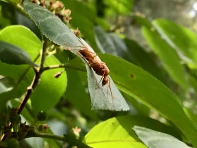 Camponotus castaneus photo 150