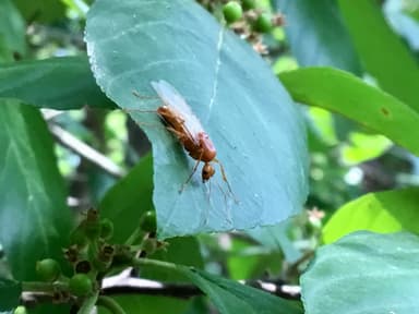 Camponotus castaneus photo 151