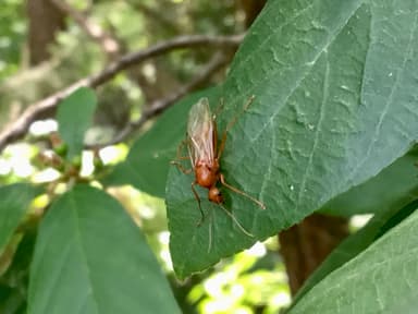 Camponotus castaneus photo 152