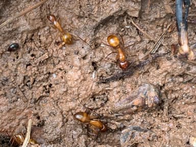 Camponotus castaneus photo 153