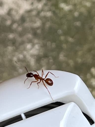 Camponotus castaneus photo 154