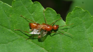 Camponotus castaneus photo 155