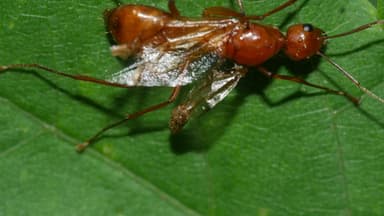 Camponotus castaneus photo 156