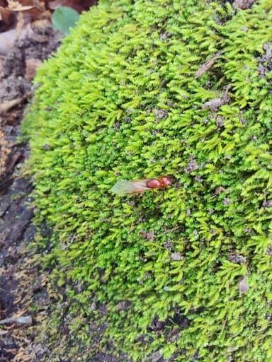 Camponotus castaneus photo 157