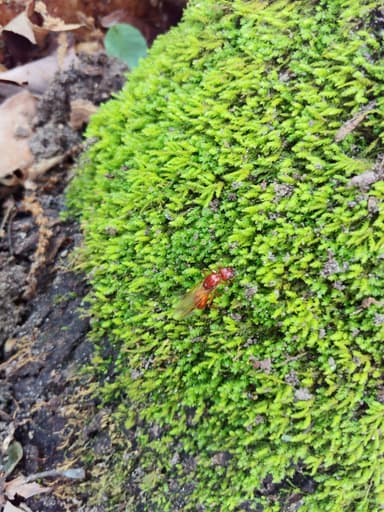 Camponotus castaneus photo 158
