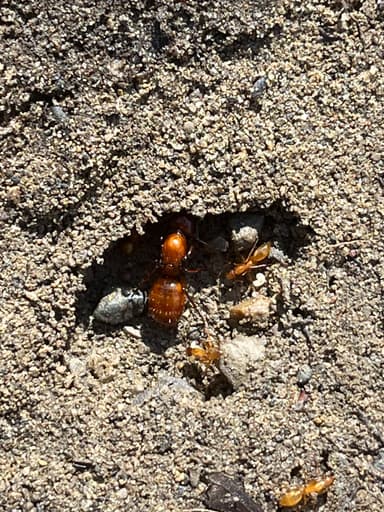 Camponotus castaneus photo 159