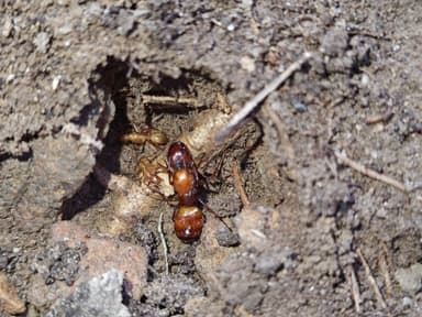 Camponotus castaneus photo 160