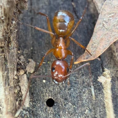 Camponotus castaneus photo 162
