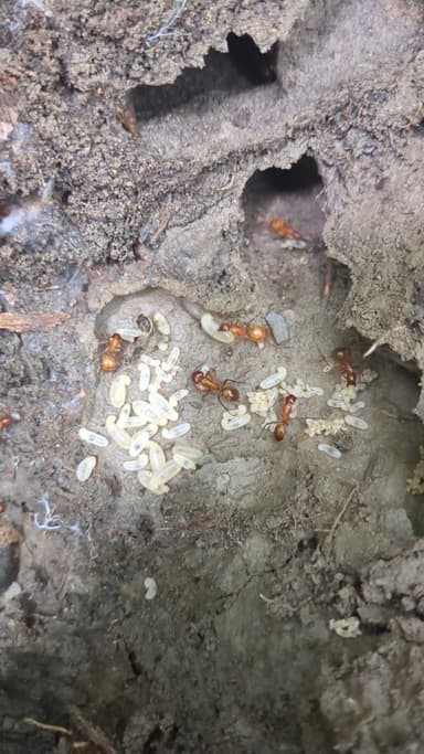 Camponotus castaneus photo 163
