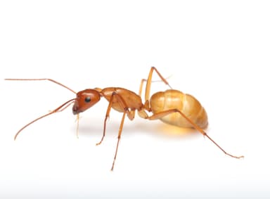Camponotus castaneus photo 164