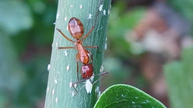 Camponotus castaneus photo 165