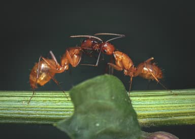 Camponotus castaneus photo 168