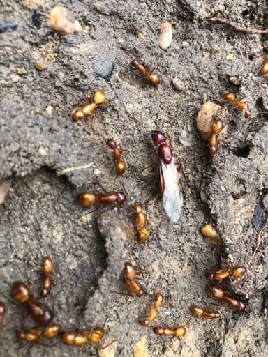 Camponotus castaneus photo 169