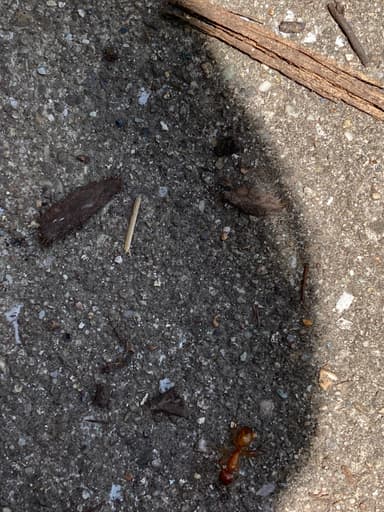 Camponotus castaneus photo 170