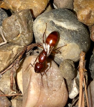 Camponotus castaneus photo 171