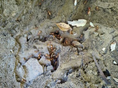 Camponotus castaneus photo 172