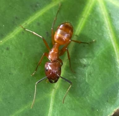 Camponotus castaneus photo 174