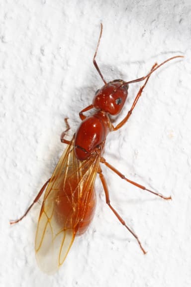 Camponotus castaneus photo 11