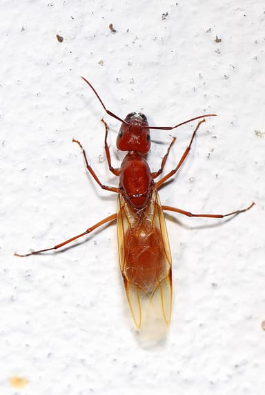 Camponotus castaneus photo 12