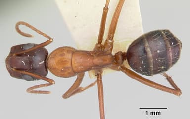 Camponotus castaneus — queen photo 15